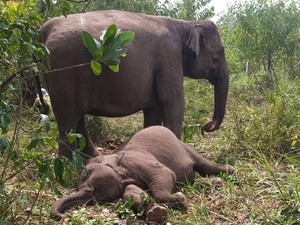 Kronologi Anak Gajah Tari Mati dengan Perut Menggembung