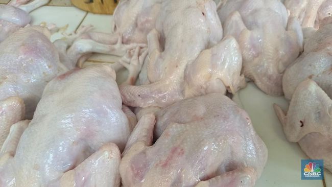 Harga Daging Ayam Naik, Peternak Blak-blakan Lega Tak Lagi Jual Rugi