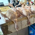 Harga Daging Ayam di Jakarta Sudah Sebulan Naik Terus-Kini di Rp60.000