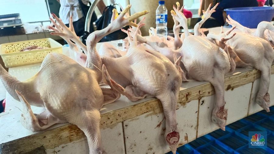 Hasil pemantauan di Pasar Rumput, Jakarta Selatan, Rabu (10/9/2025) pagi, harga daging ayam meroket tajam. (CNBC Indonesia/Martyasari Rizky)