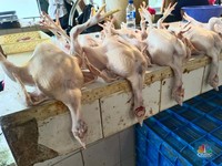Harga Daging Ayam di Jakarta Sudah Sebulan Naik Terus-Kini di Rp60.000