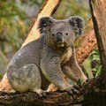 Koala Australia Diserang Wabah Klamidia, Pemerintah Siapkan Vaksin