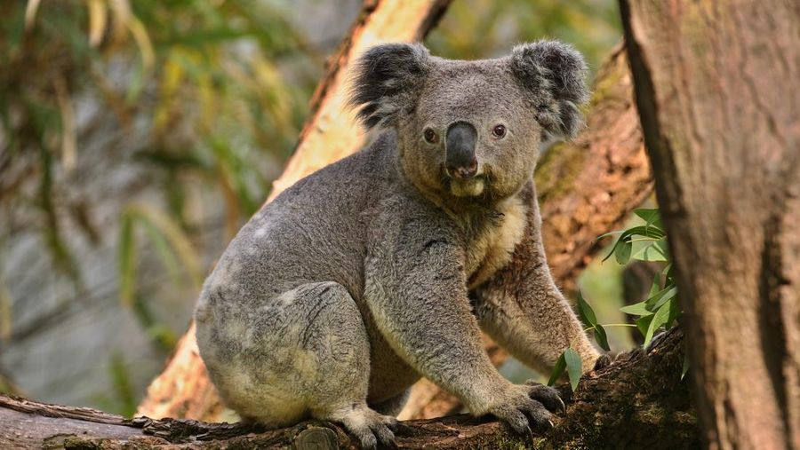 Ilustrasi Koala. (Dok. Freepik)