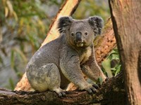 Koala Australia Diserang Wabah Klamidia, Pemerintah Siapkan Vaksin