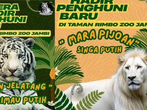 Al Haris Minta Harimau dan Singa Koleksi Baru Taman Rimba Jambi Dijaga Baik