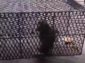 Monyet Liar Serang Bocah di Pasuruan Ditangkap