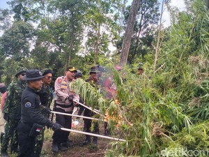 BNN Musnahkan 2 Hektare Ladang Ganja di Aceh Besar
