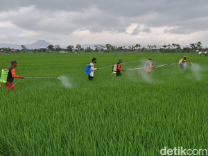 Lawan Serangan Wereng, Tulungagung Gelar Semprot Massal Padi