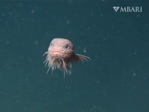 Spesies Ikan Baru Terekam di Laut Dalam, Ada yang Mirip Pokemon