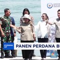 Video: Cetak Sejarah! Panen Perdana Lobster di Batam Tembus 1,7 Ton
