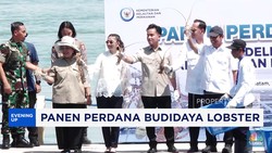 Video: Cetak Sejarah! Panen Perdana Lobster di Batam Tembus 1,7 Ton