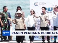 Video: Cetak Sejarah! Panen Perdana Lobster di Batam Tembus 1,7 Ton