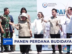 Video: Cetak Sejarah! Panen Perdana Lobster di Batam Tembus 1,7 Ton