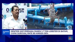 Video: Menteri KP Panen 1,7 Ton Lobster, Survival Rate Capai 80%