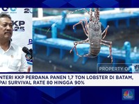 Video: Menteri KP Panen 1,7 Ton Lobster, Survival Rate Capai 80%