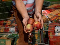 12 Buah & Sayur Mengandung Residu Pestisida Tertinggi, Sudah Terbukti