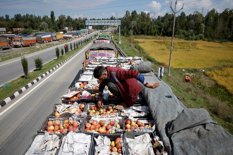 Para petani apel di Kashmir India menghadapi kerugian besar tahun ini karena banjir dan penutupan jalan raya mengganggu puncak musim panen. (REUTERS/Sharafat Ali) Para petani apel di Kashmir India menghadapi kerugian besar tahun ini karena banjir dan penutupan jalan raya mengganggu puncak musim panen. (REUTERS/Sharafat Ali)