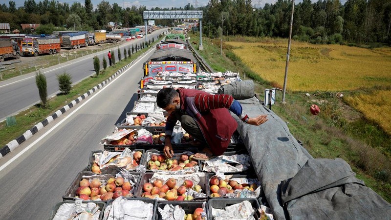 Para petani apel di Kashmir India menghadapi kerugian besar tahun ini karena banjir dan penutupan jalan raya mengganggu puncak musim panen. (REUTERS/Sharafat Ali)