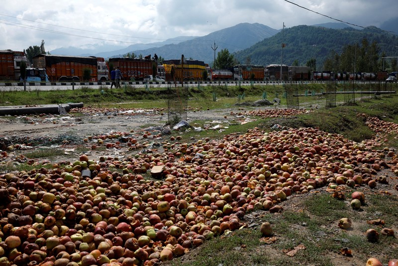 Para petani apel di Kashmir India menghadapi kerugian besar tahun ini karena banjir dan penutupan jalan raya mengganggu puncak musim panen. (REUTERS/Sharafat Ali)