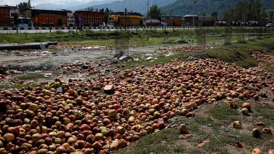Para petani apel di Kashmir India menghadapi kerugian besar tahun ini karena banjir dan penutupan jalan raya mengganggu puncak musim panen. (REUTERS/Sharafat Ali)
