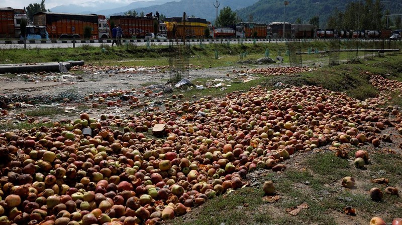 Para petani apel di Kashmir India menghadapi kerugian besar tahun ini karena banjir dan penutupan jalan raya mengganggu puncak musim panen. (REUTERS/Sharafat Ali)