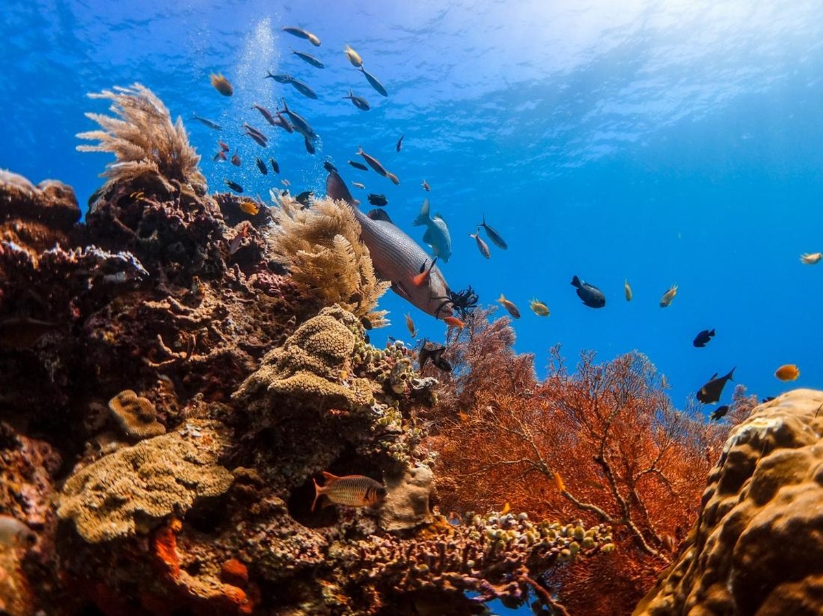 Terumbu Karang: Kunci Pemulihan Iklim dan Kehidupan di Bumi