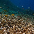 Tanda Kiamat Makin Terlihat di Bawah Laut, Ilmuwan Teriak Petaka