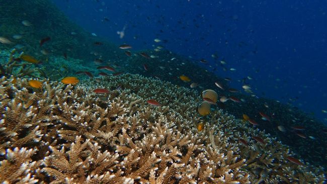 Tanda Kiamat Makin Terlihat di Bawah Laut, Ilmuwan Teriak Petaka