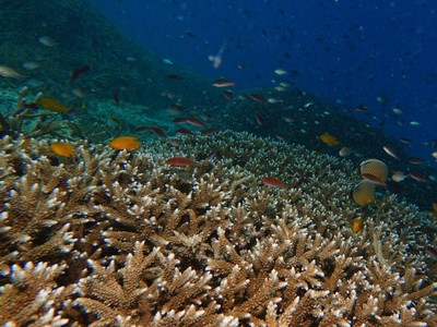 10 Negara dengan Terumbu Karang Terluas, Indonesia Nomor Berapa?