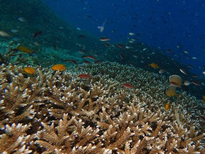 Tanda Kiamat Makin Terlihat di Bawah Laut, Ilmuwan Teriak Petaka