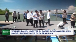 Video: Wapres Gibran Panen Lobster di Batam, Minta Ditiru Daerah Lain 