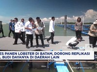 Video: Wapres Gibran Panen Lobster di Batam, Minta Ditiru Daerah Lain