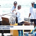 Video: Pemanfaatan Budidaya Lobster Demi Memacu Devisa Negara