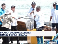 Video: Pemanfaatan Budidaya Lobster Demi Memacu Devisa Negara