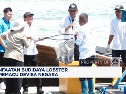 Video: Pemanfaatan Budidaya Lobster Demi Memacu Devisa Negara