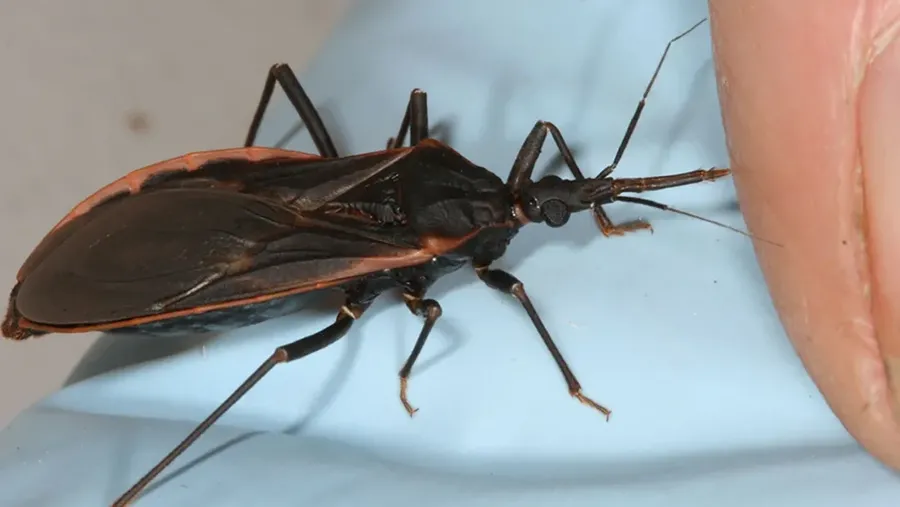 Serangga kissing bugs. (Dok. The University of Arizona Health Sciences)