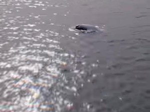 Viral Paus Terekam Pengendara Terdampar di Bawah Jembatan Suramadu