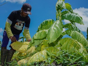 Moratorium Cukai Rokok Dinilai Bisa Selamatkan Petani Tembakau