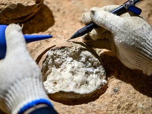 Ilmuwan Berhasil Ungkap Usia Telur Dinosaurus dengan Akurat