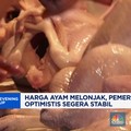 Video: Harga Ayam Melonjak, Pemerintah Optimistis Segera Stabil