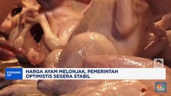 Video: Harga Ayam Melonjak, Pemerintah Optimistis Segera Stabil