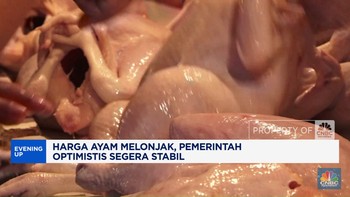 Video: Harga Ayam Melonjak, Pemerintah Optimistis Segera Stabil