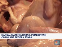 Video: Harga Ayam Melonjak, Pemerintah Optimistis Segera Stabil