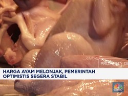 Video: Harga Ayam Melonjak, Pemerintah Optimistis Segera Stabil