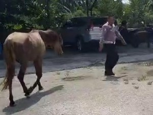 3 Kuda Milik Ponpes di Kampar Lepas dari Kandang, Berakhir Ditangkap Polantas