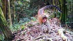 Naga Jawa dan Macan Tutul, Para Penghuni Sanggabuana Tampakkan Diri