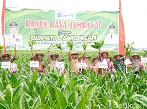 Lamongan Panen Raya Tembakau di Tengah Kemarau Basah