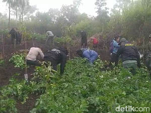 Lahan Hutan TNBTS Dirambah, Ditanami Kentang dan Bawang