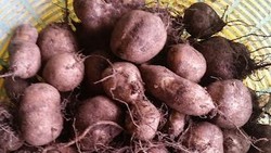 Penampakan Kentang Jembut, Umbi Hitam Mungil yang Bisa Cegah Kanker