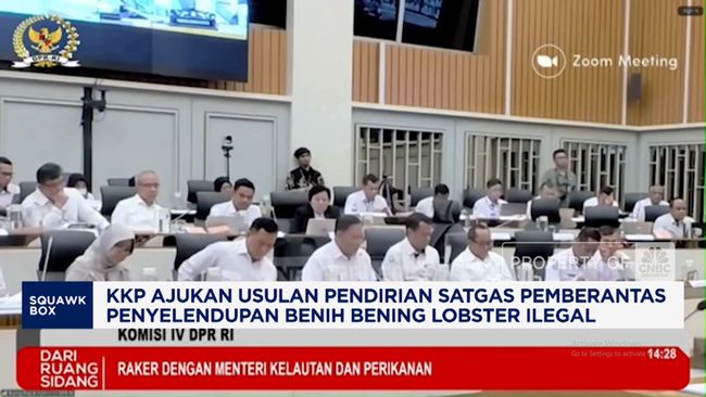 Video: Marak Penyelundupan,KKP Usul Bentuk Satgas Benih Lobster Ilegal